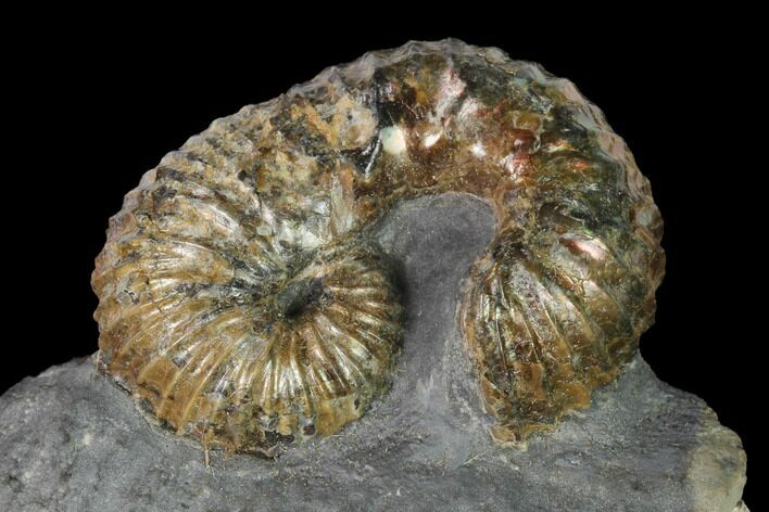 Rare, Scaphites Heteromorph Ammonite - Kansas #143478